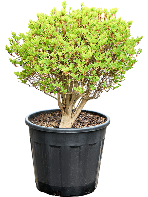 Planta naturala de exterior Ball D50xH80cm Enkianthus perulatus PS45/37cm in pamant
