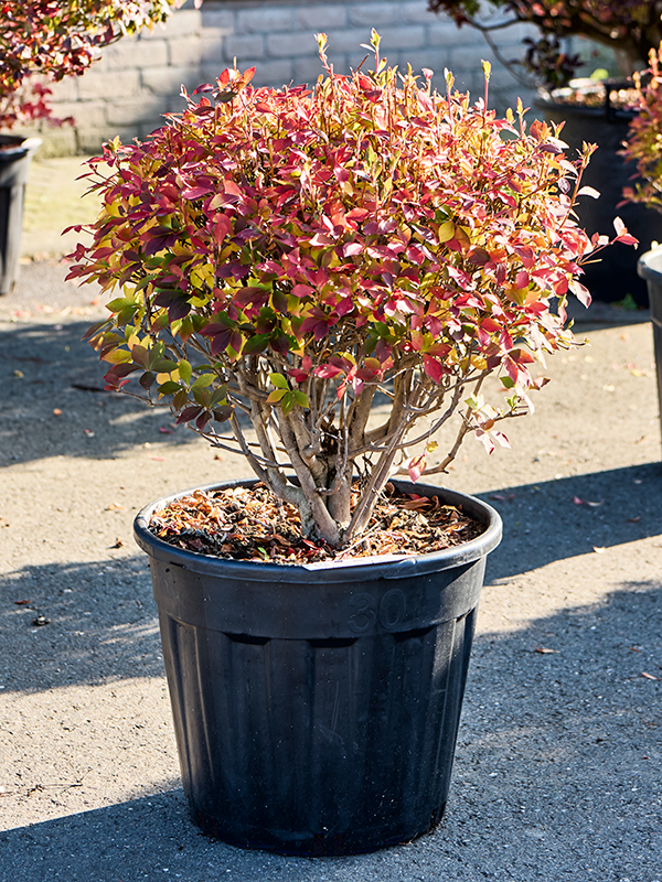 Planta naturala de exterior Ball D50xH90cm Enkianthus perulatus PS45/37cm in pamant