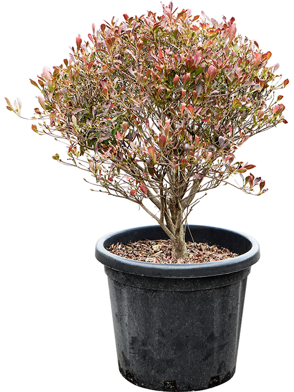 Planta naturala de exterior Ball D65xH85cm Enkianthus perulatus (80-90) PS40/32cm in pamant