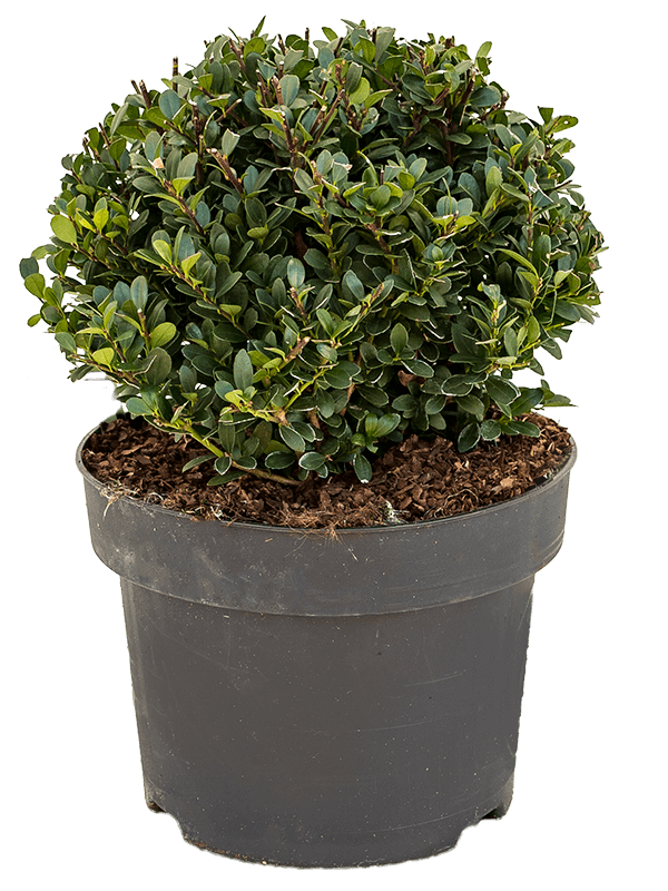 Planta naturala de exterior Boll (25) D25xH45cm Ilex crenata 'Dark Green' PS23/18cm in pamant