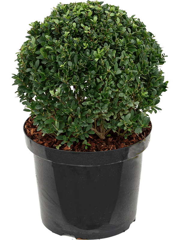 Planta naturala de exterior Boll (35) D35xH55cm Ilex crenata 'Dark Green' PS29/23cm in pamant