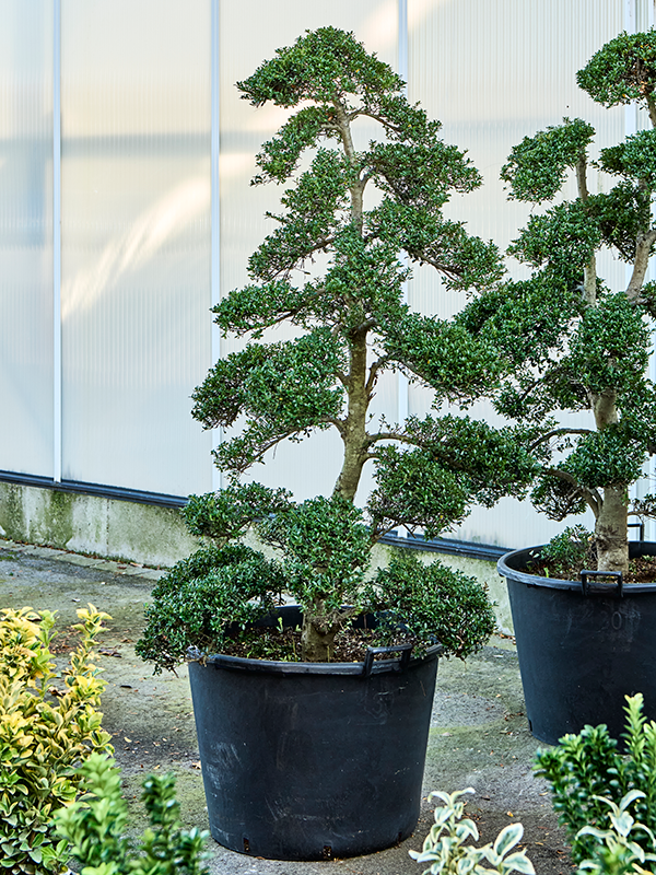 Planta naturala de exterior Bonsai D100xH180cm Ilex crenata 'Kinme' PS70/51cm in pamant