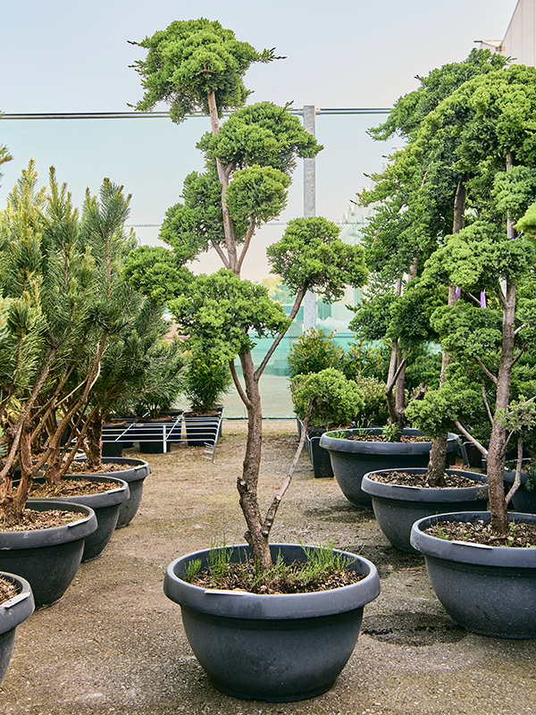 Planta naturala de exterior Bonsai D100xH180cm Juniperus procumbens 'Nana' PS55/28cm in pamant