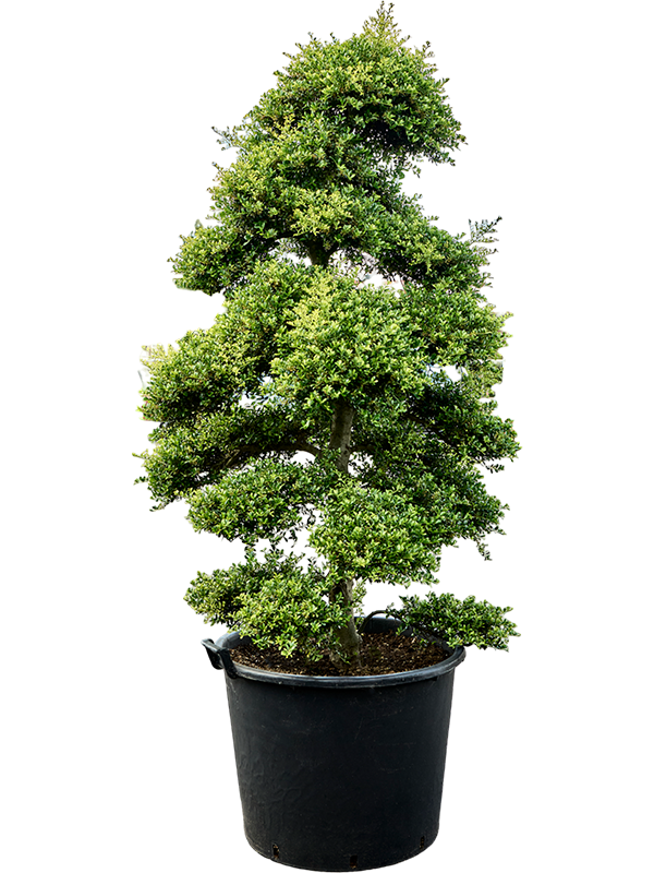 Planta naturala de exterior Bonsai D120xH220cm Ilex crenata 'Kinme' (210-230cm) PS70/51cm in pamant