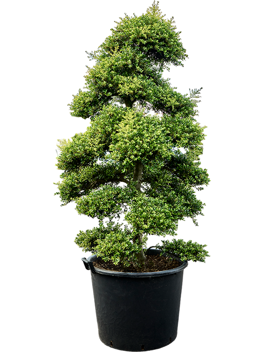Planta naturala de exterior Bonsai D120xH220cm Ilex crenata 'Kinme' (210-230cm) PS70/51cm in pamant