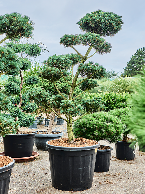 Planta naturala de exterior Bonsai D130xH220cm Pinus parviflora 'Saphir' PS68/53cm in pamant