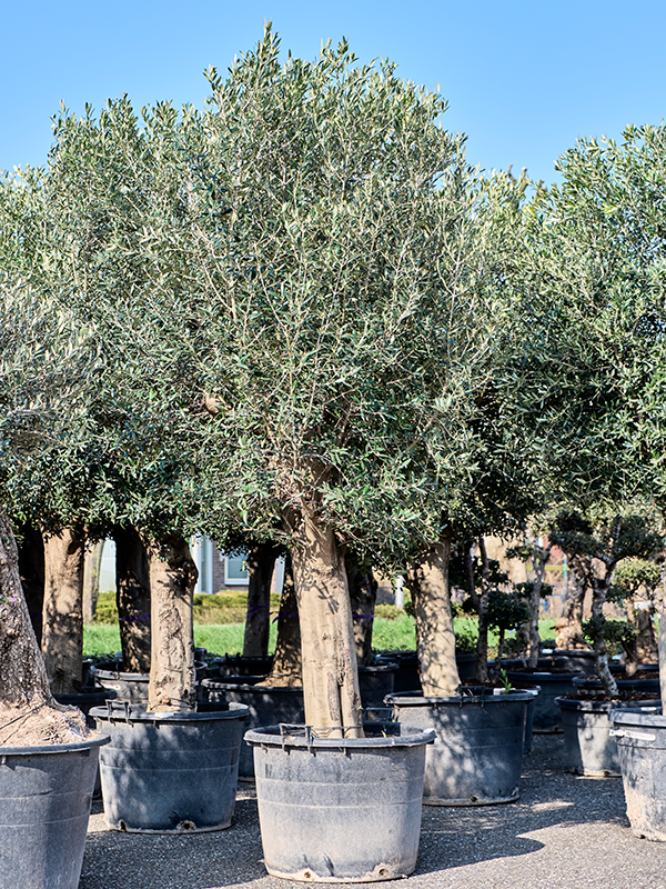 Planta naturala de exterior Bonsai D140xH270cm Olea europaea (240-300) PS70/50cm in pamant