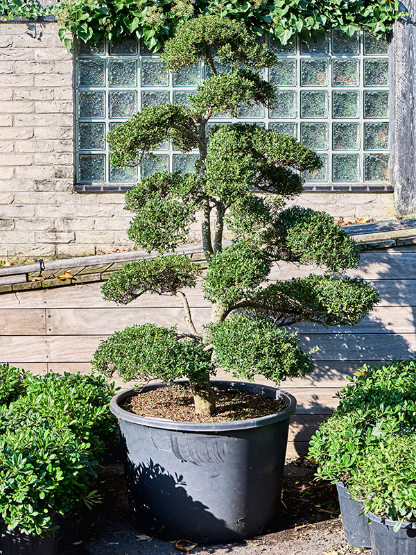 Planta naturala de exterior Bonsai D200xH200cm Ilex crenata 'Kinme' PS80/51cm in pamant