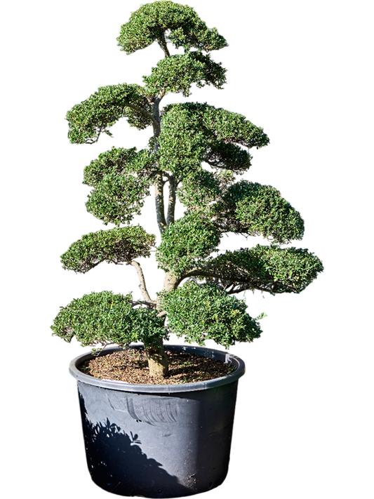 Planta naturala de exterior Bonsai D200xH200cm Ilex crenata 'Kinme' PS80/51cm in pamant