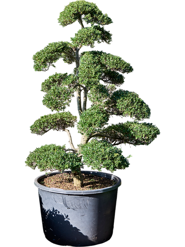 Planta naturala de exterior Bonsai D200xH200cm Ilex crenata 'Kinme' PS80/51cm in pamant
