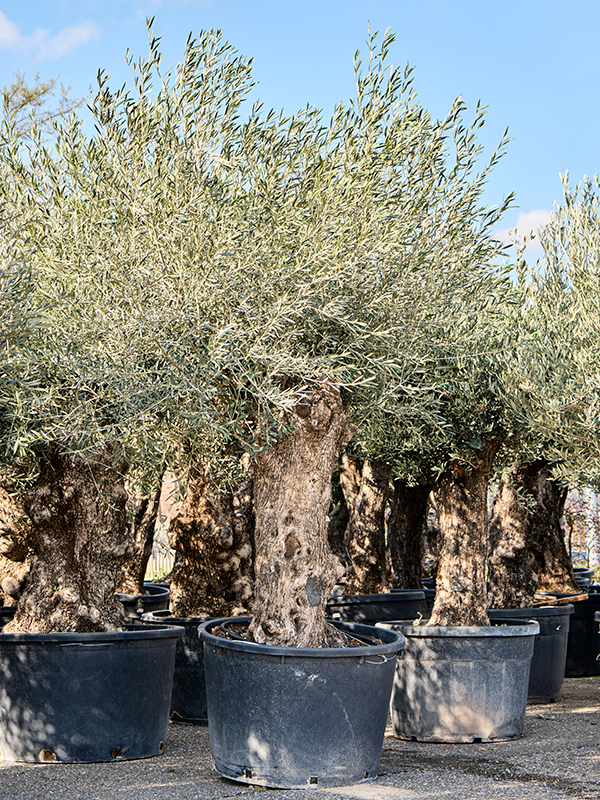 Planta naturala de exterior Bonsai D210xH260cm Olea europaea (220-300) PS95/55cm in pamant