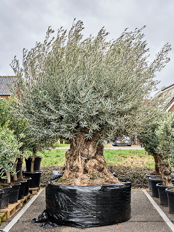 Planta naturala de exterior Bonsai D240xH290cm Olea europaea (260-340) PS130/64cm in pamant