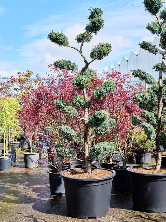 Planta naturala de exterior Bonsai D70xH230cm Juniperus chinensis 'Blue Alps' PS65/42cm in pamant