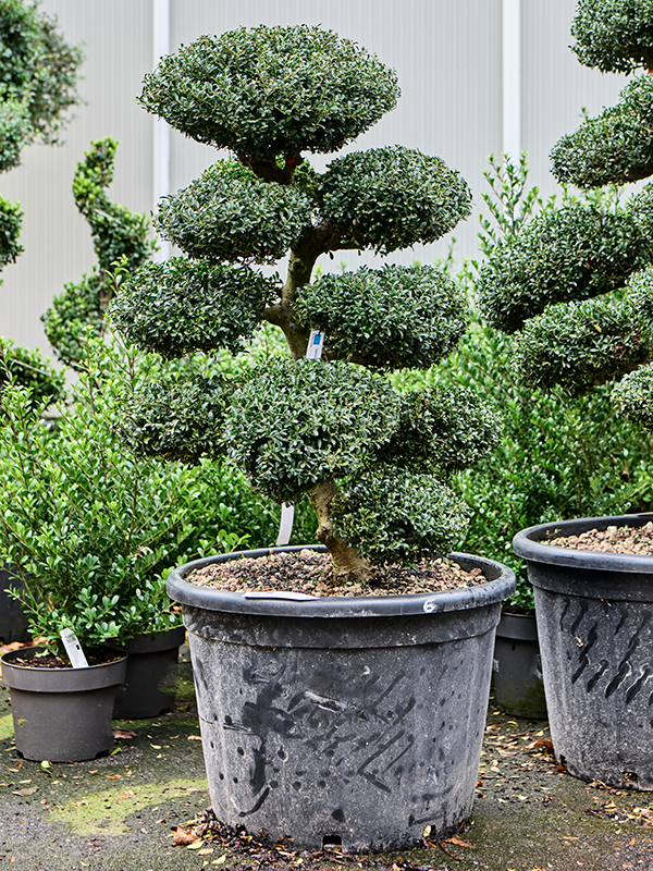 Planta naturala de exterior Bonsai D75xH130cm Ilex crenata 'Kinme' (120-140) PS55/40cm in pamant