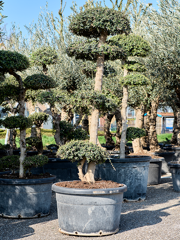 Planta naturala de exterior Bonsai D80xH180cm Olea europaea 'Sylvestris' (160-200) PS65/40cm in pamant