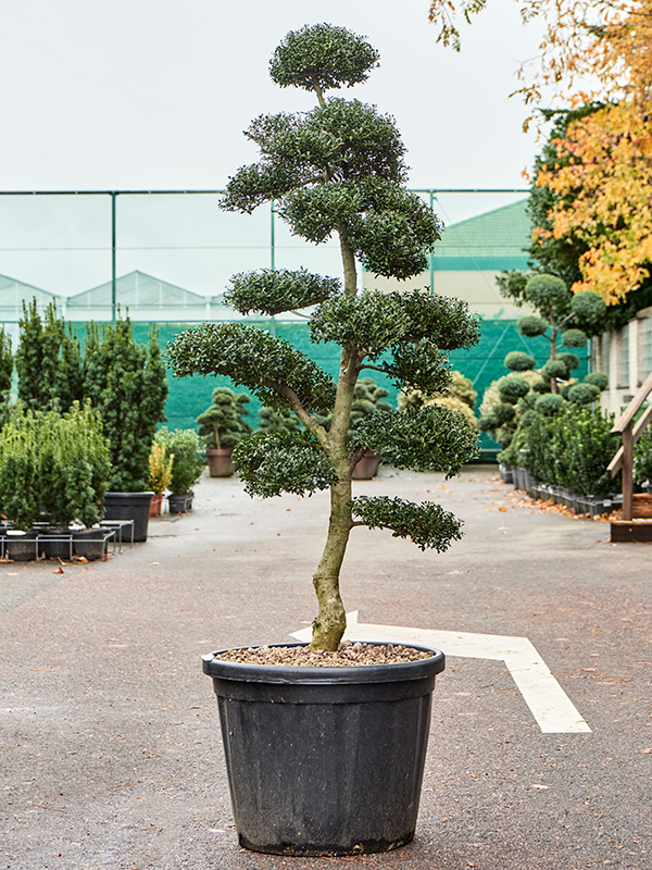 Planta naturala de exterior Bonsai D90xH200cm Ilex crenata 'Kinme' PS60/45cm in pamant