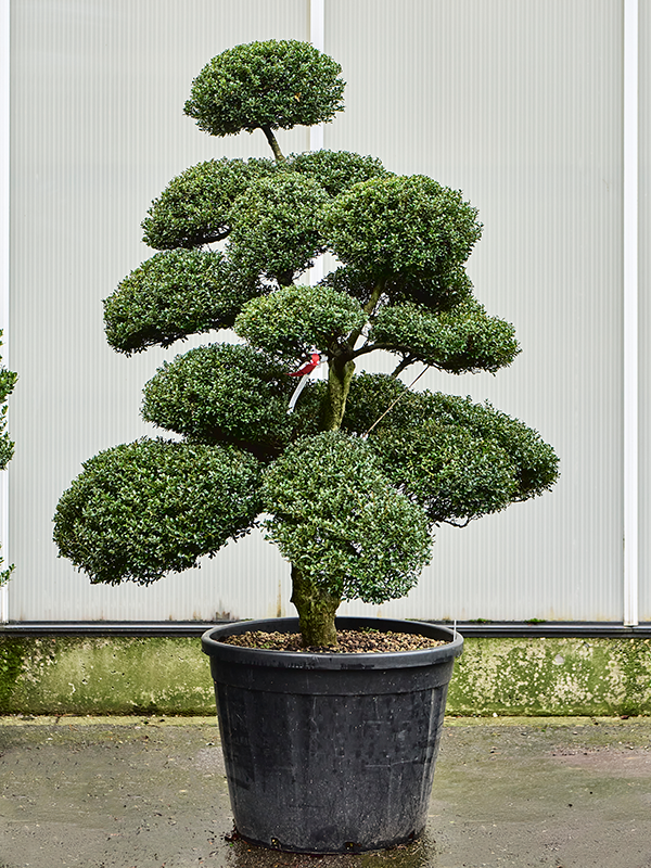 Planta naturala de exterior Bonsai H210cm Ilex crenata 'Kinme' PS in pamant