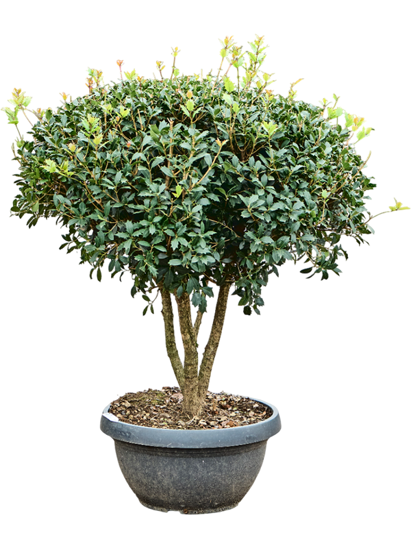 Planta naturala de exterior Branched D100xH130cm Osmanthus heterophyllus 'Ilicifolius' PS55/29cm in pamant