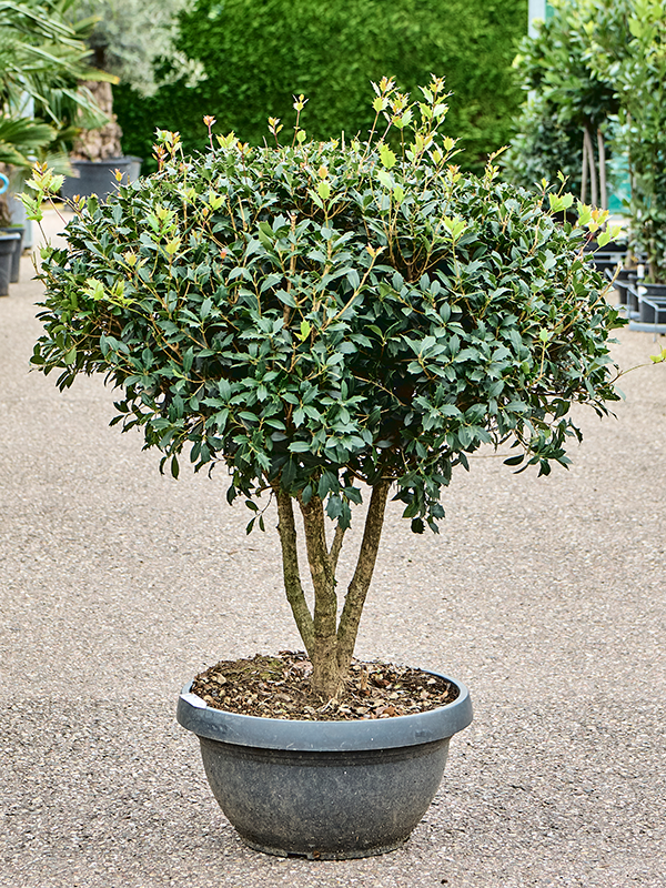 Planta naturala de exterior Branched D100xH130cm Osmanthus heterophyllus 'Ilicifolius' PS55/29cm in pamant