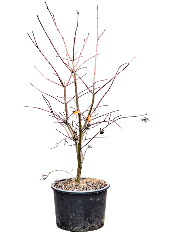 Planta naturala de exterior Branched D100xH140cm Acer jap. 'Aconitifolium' (120-180) PS43/30cm in pamant