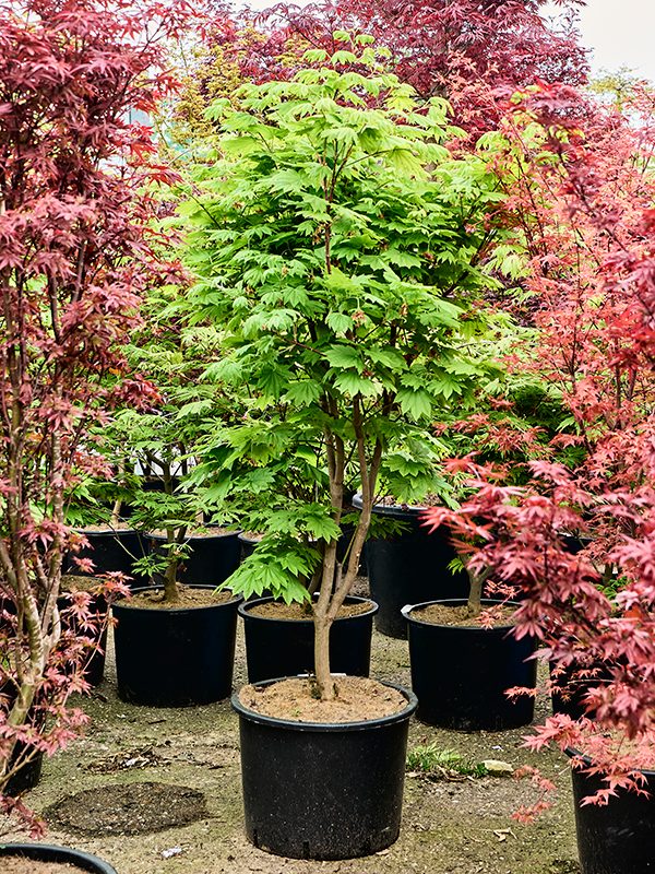 Planta naturala de exterior Branched D100xH160cm Acer jap. 'Vitifolium' (140-180) PS43/30cm in pamant