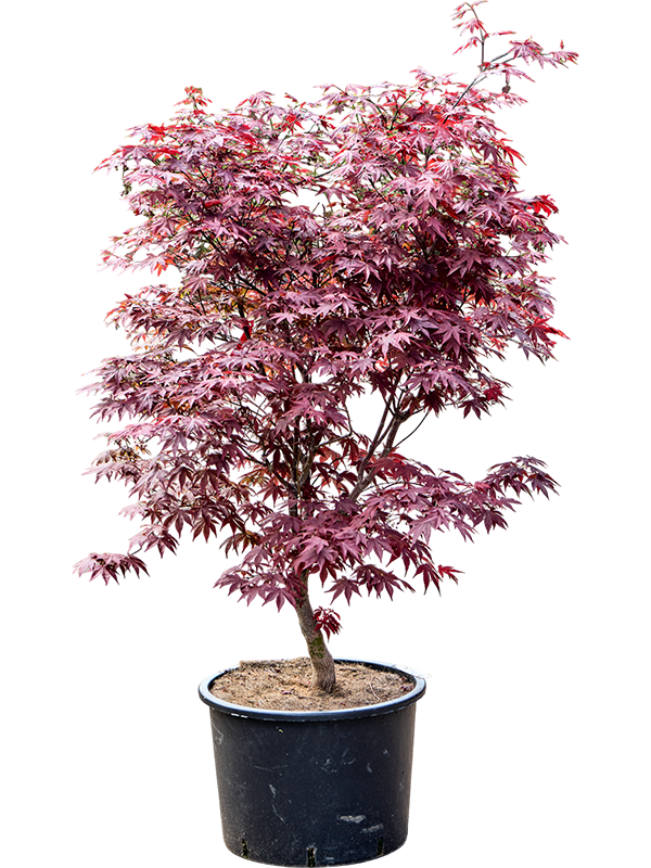 Planta naturala de exterior Branched D100xH160cm Acer pal. 'Fire Glow' (140-180) PS43/30cm in pamant