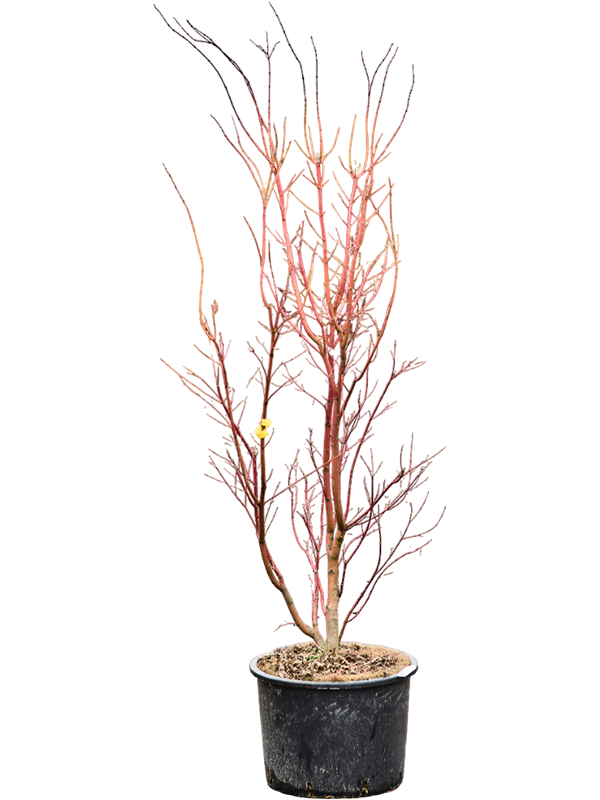 Planta naturala de exterior Branched D110xH210cm Acer pal. 'Sangokaku' (180-240) PS43/30cm in pamant