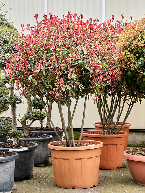 Planta naturala de exterior Branched D120xH210cm Photinia x fraseri 'Pink Marble' (200-220) PS65/54cm in pamant