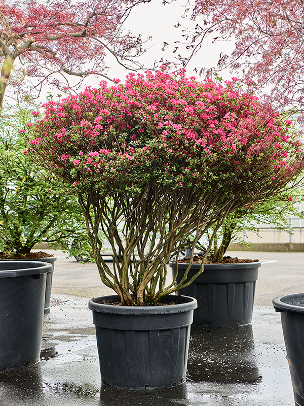 Planta naturala de exterior Branched D170xH180cm Azalea japonica 'Purple Splendor' PS60/48cm in pamant