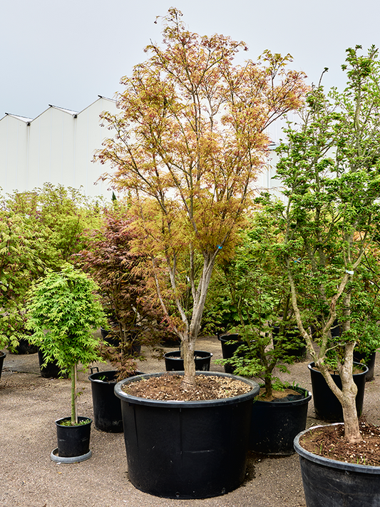 Planta naturala de exterior Branched D170xH350cm Acer pal. 'Linearilobum' PS110/67cm in pamant