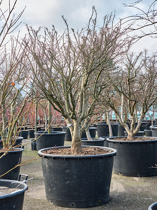 Planta naturala de exterior Branched D200xH240cm Acer pal. 'Shishigashira' PS94/56cm in pamant