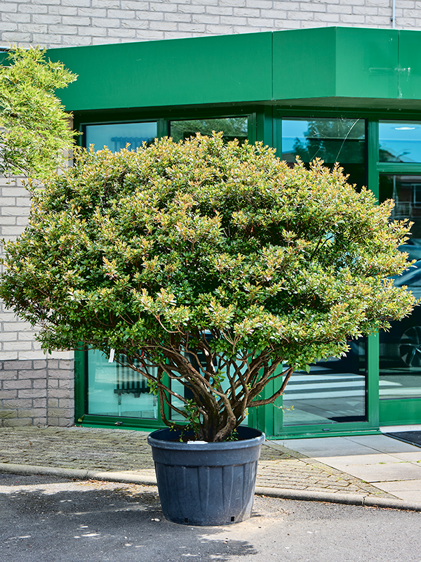 Planta naturala de exterior Branched D210xH210cm Azalea japonica 'Aladdin Scout' PS65/50cm in pamant