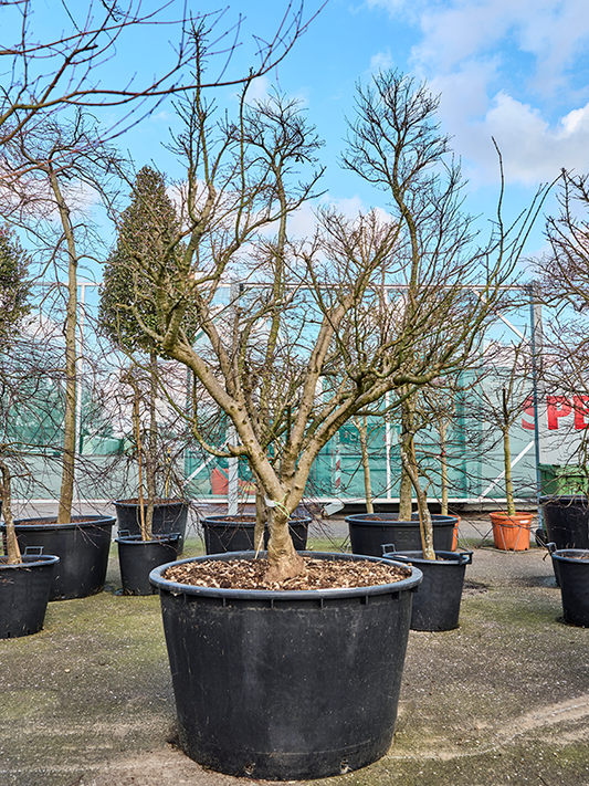 Planta naturala de exterior Branched D210xH230cm Acer pal. 'Shishigashira' PS95/56cm in pamant