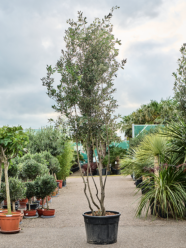 Planta naturala de exterior Branched D225xH375cm Quercus ilex PS65/48cm in pamant