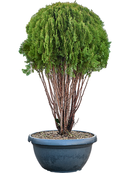 Planta naturala de exterior Branched D70xH180cm Thuja orientalis 'Pyramidalis Aurea' PS75/38cm in pamant