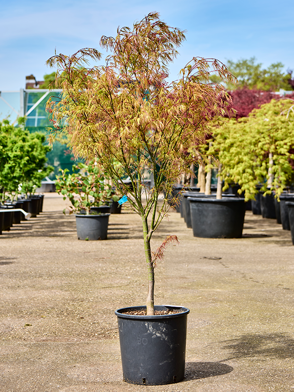 Planta naturala de exterior Branched D75xH140cm Acer pal. 'Linearilobum' (120-160) PS32/30cm in pamant