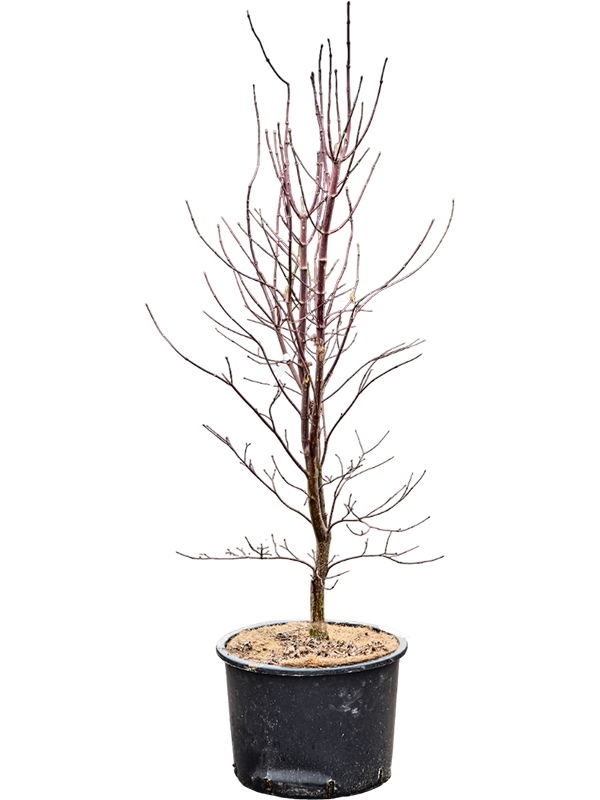Planta naturala de exterior Branched D75xH175cm Acer pal. 'Bloodgood' (150-200) PS43/30cm in pamant