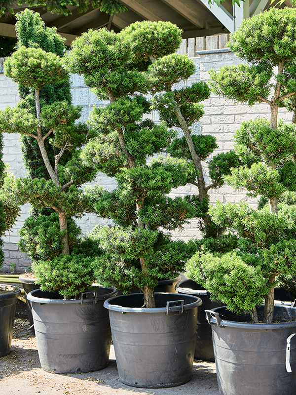 Planta naturala de exterior Branched/Multi crowns D100xH230cm Taxus baccata PS65/53cm in pamant