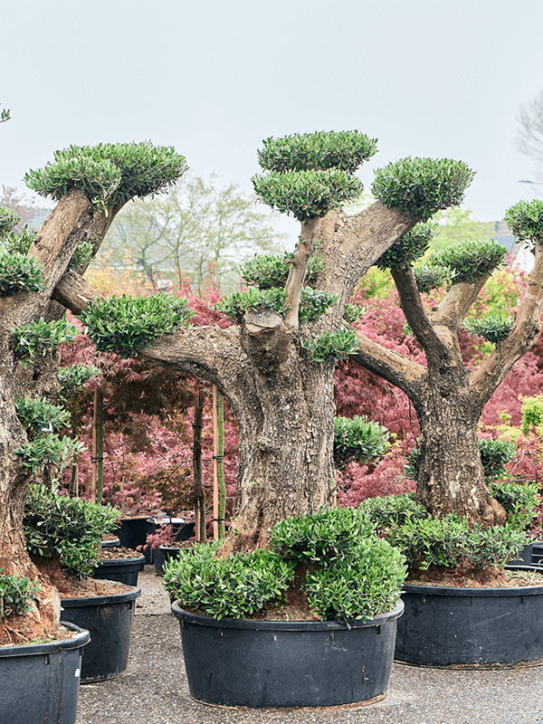 Planta naturala de exterior Branched/Multi crowns D130xH195cm Olea europaea (180-210) PS75/35cm in pamant