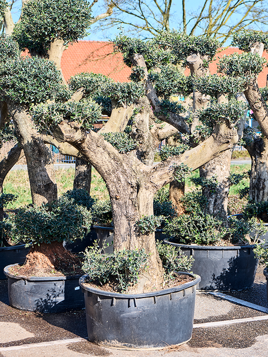 Planta naturala de exterior Branched/Multi crowns D170xH235cm Olea europaea (190-280) PS85/44cm in pamant