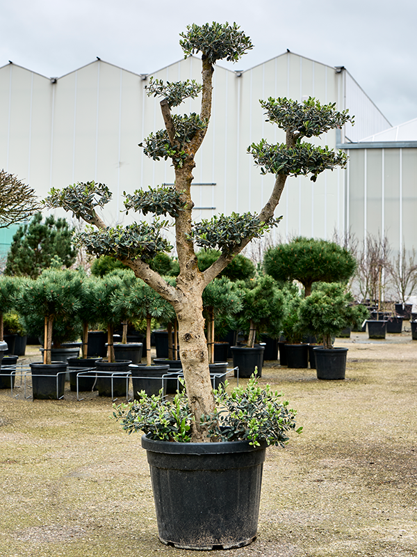 Planta naturala de exterior Branched/Multi crowns D90xH170cm Olea europaea (140-200) PS45/40cm in pamant