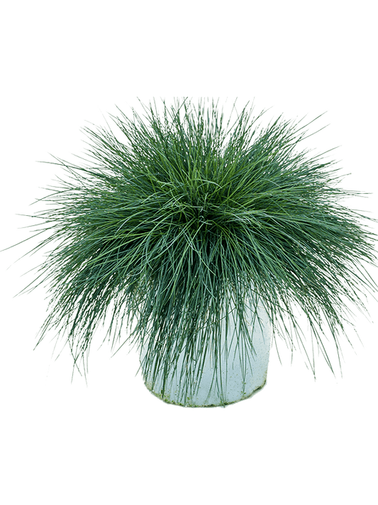 Planta naturala de exterior Busch D40xH40cm Festuca glauca 'Intense Blue' PS23/18cm in pamant
