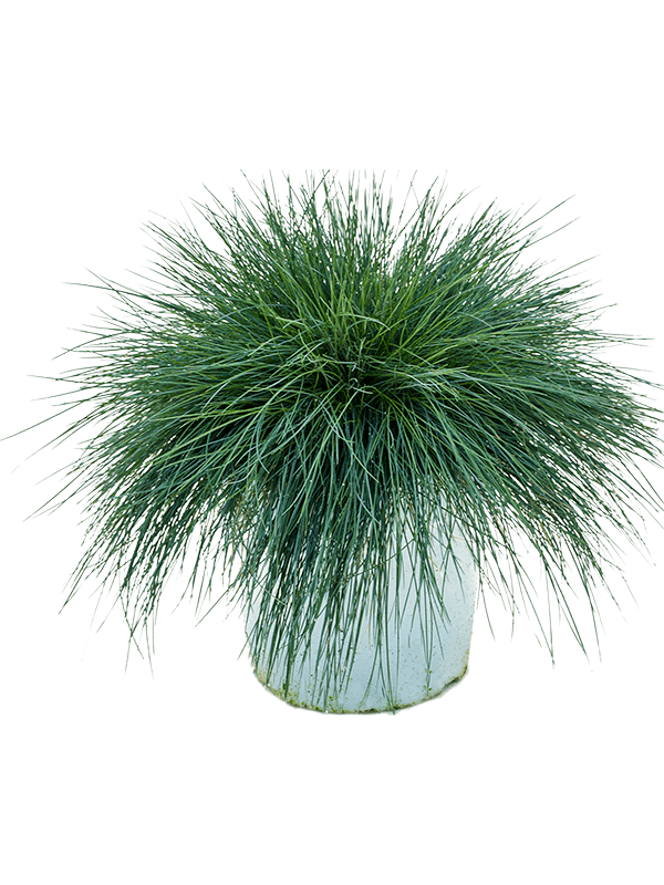 Planta naturala de exterior Busch D40xH40cm Festuca glauca 'Intense Blue' PS23/18cm in pamant