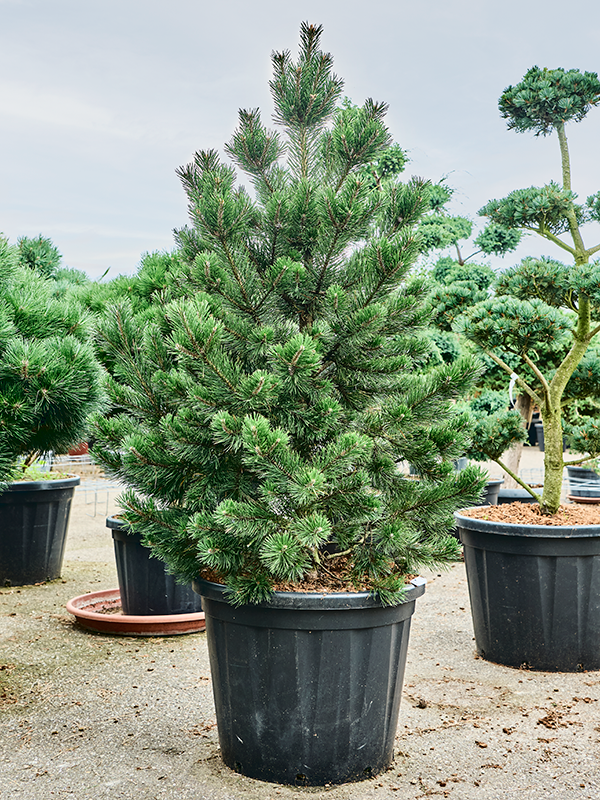 Planta naturala de exterior Bush D120xH200cm Pinus mugo 'Gnom' PS63/49cm in pamant