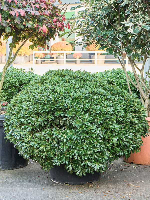 Planta naturala de exterior Bush D130xH80cm Pittosporum tobira 'Nana' PS55/47cm in pamant