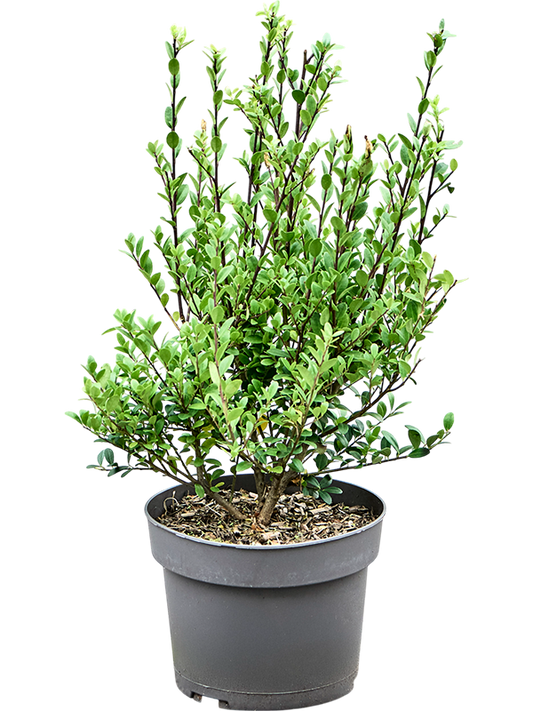Planta naturala de exterior Bush D25xH50cm Ilex crenata 'Dark Green' PS19/17cm in pamant