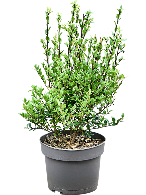 Planta naturala de exterior Bush D25xH50cm Ilex crenata 'Dark Green' PS19/17cm in pamant