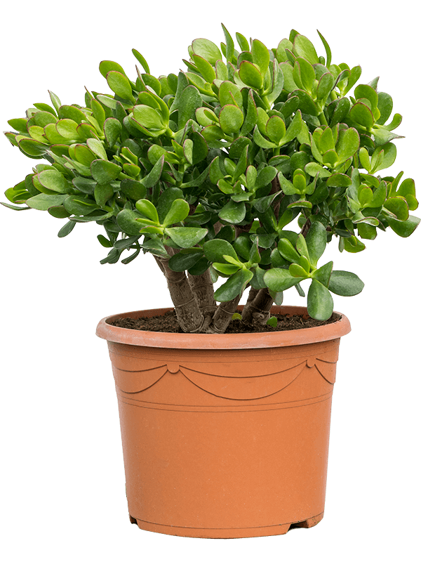 Planta naturala de exterior Bush D35xH50cm Crassula ovata PS30/23cm in pamant