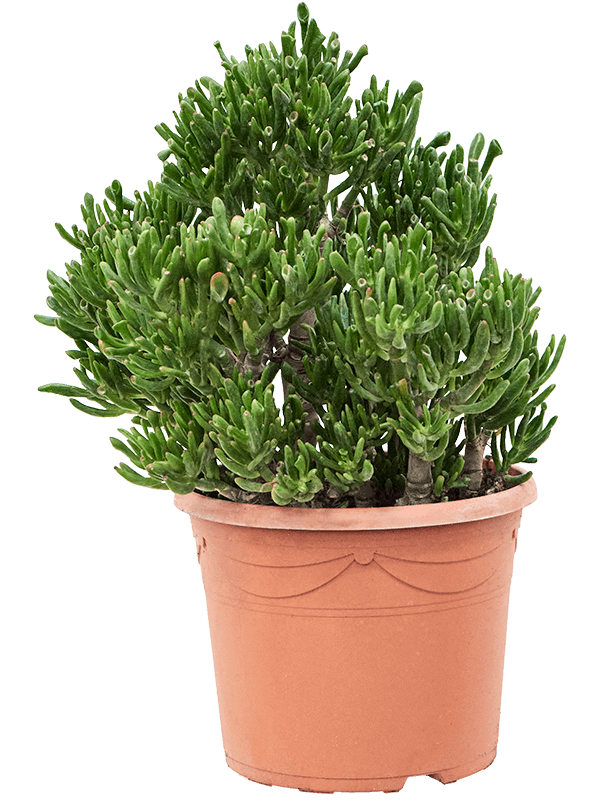 Planta naturala de interior Bush D35xH55cm Crassula ovata 'Horntree' PS30/23cm in pamant