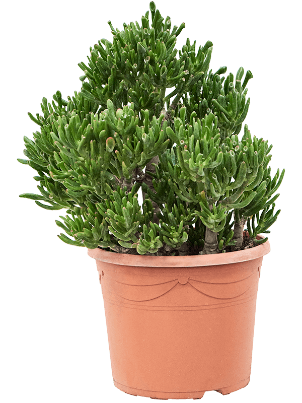 Planta naturala de exterior Bush D35xH55cm Crassula ovata 'Horntree' PS30/23cm in pamant